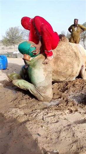 مشهد صحراوي مدهش! لعبة تراثية على ظهر الجمل مع الجرة أدهشت الجميع 🐪✨