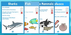Under the Sea Animal Groups Display Posters