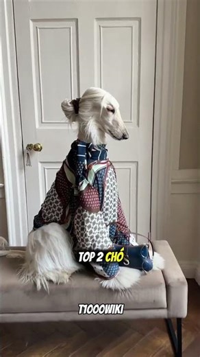 “Top 3 giống Chó nhanh nhất hành tinh đã được ghi nhận! 😱🤯” #dog #facts #shorts