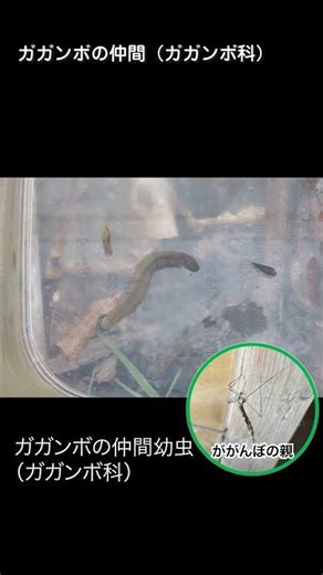 閲覧注意 昆虫界最弱！！ 近所の川でガサガサしてみた！part2 ガガンボ編#shorts #ガガンボ＃甘茶の音楽工房ドジっ子マーチ＃音読さん