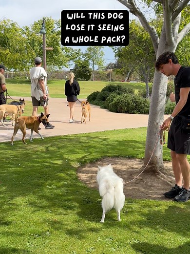 Fix a Dog’s Distraction Around Other Dogs with Unpredictable Focus