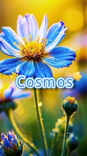 Cosmos Flower Beauty 🌸 | Nature’s Most Delicate Bloom | Relaxing Flower Video