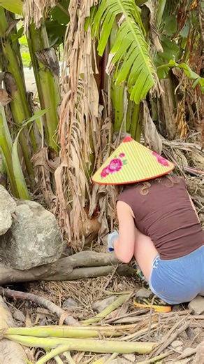 Nhật ký công túa đi nhặt trứng Lượm được quả trứng mà tưởng gà mổ hỏng tay luôn mà 😆😆😆 Có bác nào đã từng thử nhặt trứng tại ổ mà khi gà còn đang ấp như này chưa. Cảm giác nó phải nói là phờ ê phê 🤣🤣🤣 ------------------------------------------ Trang An Farmhouse & Cooking Class - Join the farm-to-table cooking class in Ninh Binh 📍: Ang Ngu, Hoa Lu District, Ninh Binh 📱: ( 84) ⁨097 402 66 67⁩ (Whatsapp/Zalo) #TrangAnFarmhouse #CookingClass #NinhBinh #NinhBinhCookingClass #Vietnam