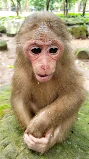 Discovery of a baby monkey species highlights nature’s resilience as the little primate adapts successfully to a completely new environment. #babyanimals #reelsfb #leo #wildlife #animals #rainbow #libby #monkey #cuteanimals #luno | Monkey Of Cambodia