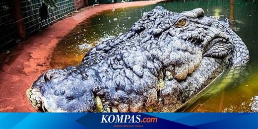 Seperti Apa Buaya Terbesar di Dunia yang Hidup di Penangkaran?