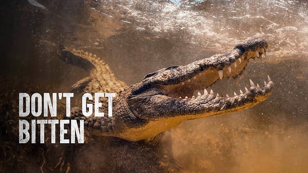 Dealing With Animal Bites That Can Take Your Life