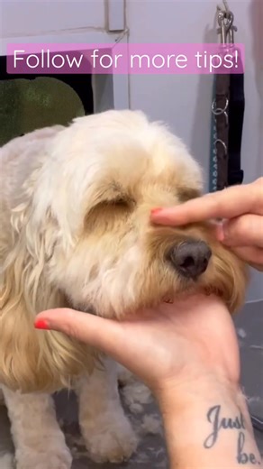 How to trim dogs eyes #doggroomingforbeginners #lovemud #cockapoo #doggrooming #shortsvideo #dogs | Lovemuddoglady Alba