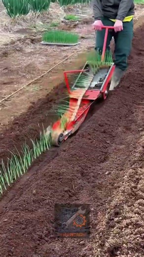 Streamline Large Scale Vegetable Production with Manual Chain Row Transplanters