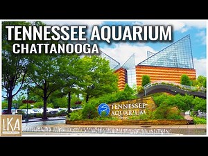 Tennessee Aquarium Chattanooga Tour