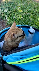 Hello Goats and Sheep 😻see ya later! 🐈🦙❤️🐐🐑 Gotta Run and get my “Glasses Off!” 😹❤️🐱 #happy #goats #sheep #fun #run #sun #happycat #friends #love #llama #family #smile #letsgo #outdoors #catsofinstagram #tigerjojo #reels | Tiger JoJo