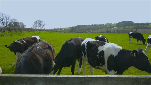 Cattle, Dairy, Farming. Free Stock Video