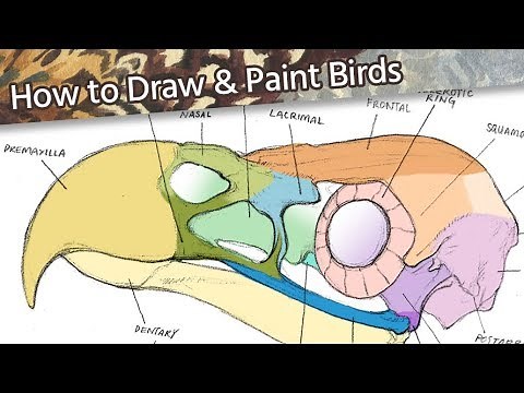 How to Draw & Paint Birds 🐦// Part 2: The Skull // Mary Sanche