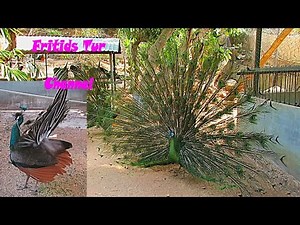 Beautiful birds : Green peafowl, peacocks sounds, call