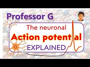 The neuronal action potential: molecular mechanisms