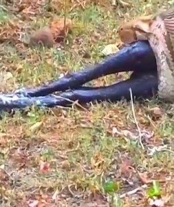 Giant Python Vomits Goat Whole. | Myiphoneอุดรธานี มือถือแบรนด์แท้ ราคาถูกสุดในประเทศ