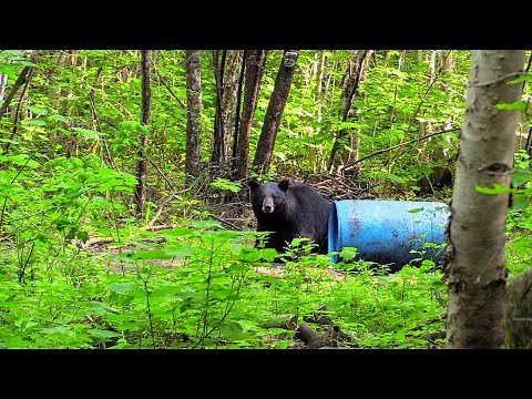 Ontario spring black bear hunt with a Bow