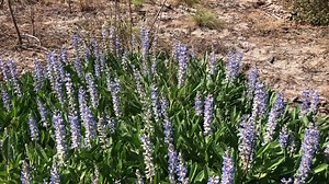 2.9K views · 118 reactions | Skyblue Lupine is a superstar for native...