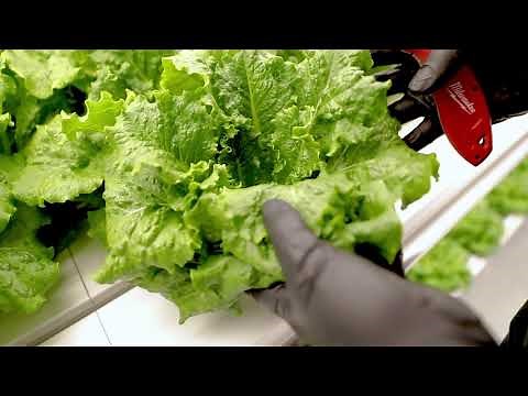 Harvesting Lettuce From a Shipping Container Farm with Grow Pod
