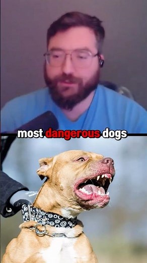 The Most Dangerous Dog Breed