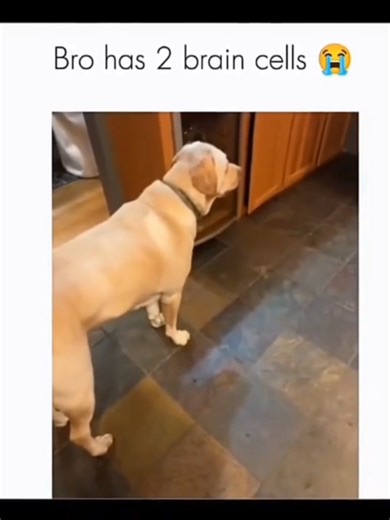 Funny and cute dog compilation 🥰😂 #doglover #petsoftiktok #CuteDogs #DogOwners #DogTalks