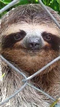 These Sloths Keep Finding Themselves In All The Wrong Places | The Dodo