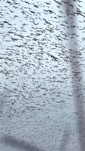 DayBreak® on Instagram: "Epic volleys for the first snow goose video of the year. LIVE on the YouTube page! #hunting #snowgeese #snowgoosehunting #waterfowl"