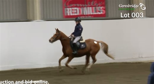 Our October Sporthorse Performance Sale has commenced here in Goresbridge Horse Sales at the Sales Complex. 🐴 October Sporthorse Performance Sale 📆21st - 23rd October ⏰Performance 9:30am | Auction 10:30am Performance Livestream - https://goresbridge.com/sporthorse/ Auction/Online Gallery - https://www.goresbridgeonlineauctions.com #goresbridge #goresbridgehorsesales #horsesales #kilkenny #ireland | Goresbridge Horse Sales