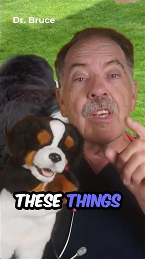 What Calm Dogs Know About You That Yours Doesn't