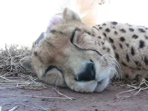 Cheetah Purring