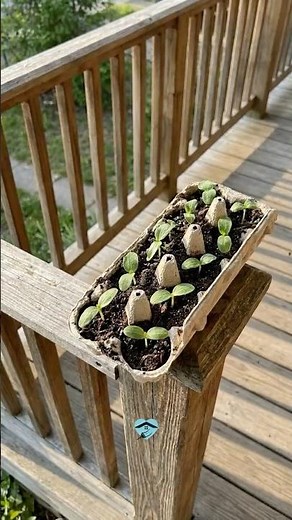 DIY Mini Greenhouse for Early Planting