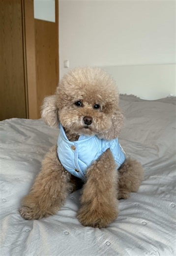 Adorable Toy Poodle in Spring Outfit