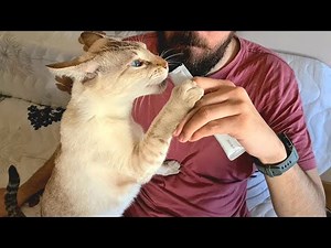 Standing cat licking snacks
