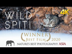 WILD SPITI - The Ghost Of The Snow | Award Winning Snow Leopard Documentary