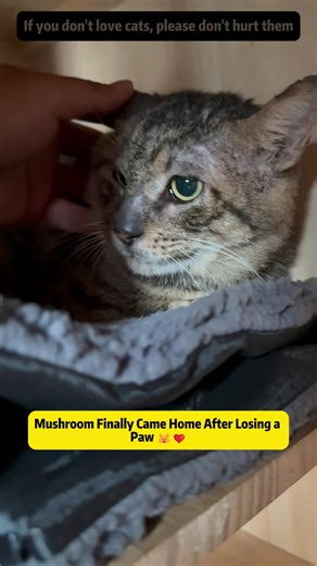 Mushroom Finally Came Home After Losing a Paw 🐱❤️ #CatRescue #StrayCatRescue #AnimalRescue #RescueStory #straycat