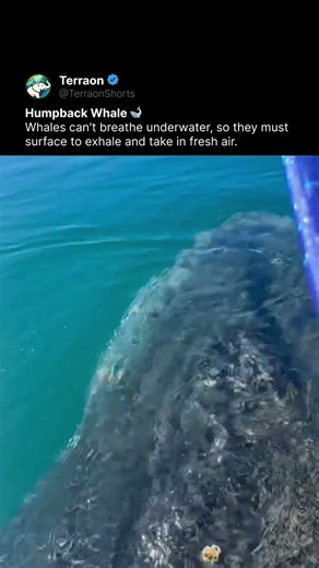 Humpback Whale Taking a Breath 🐋