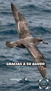 El misterio del petrel gigante en alta mar