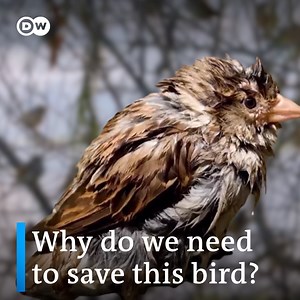 Sparrows are one of the world's most common birds, but they are becoming harder to spot. Here are some reasons why sparrows need protection: #WorldSparrowDay | DW Environment