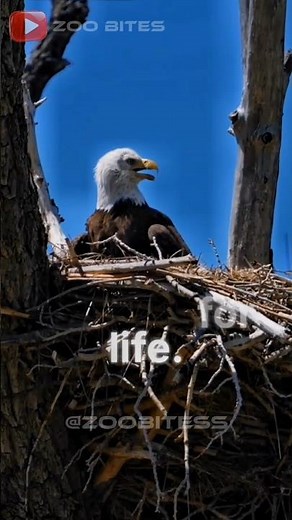 The Philippines Eagle 🦅#philippines #eagle #nationalbirds #wildlife
