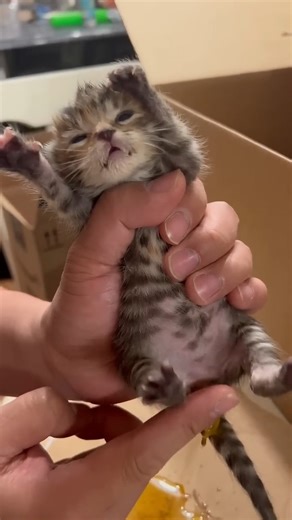 525K views · 5.4K reactions | Help kitten poop | Baby Cat | Facebook