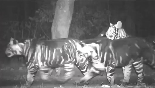 Rare Capture: The Black Tiger Family of Similipal A breathtaking and heart-melting moment from the wild! Deep inside the forests of Similipal National Park, a rare black tiger family has been spotted by cameras installed in the forest for wildlife monitoring. These majestic melanistic tigers are not just the pride of Odisha, but a true treasure of Incredible India. Watching them roam freely in their natural habitat is a powerful reminder of why wildlife conservation matters. Nature’s mystery. In