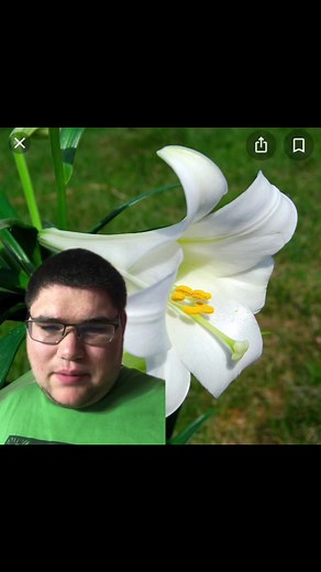 Easter Lily Care Guide: Planting Tips and Maintenance