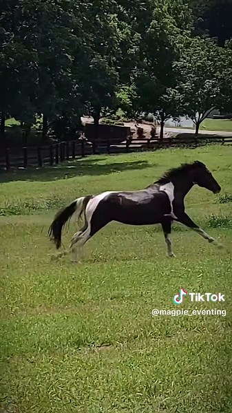 Jumping Horse Techniques for Eventing Success