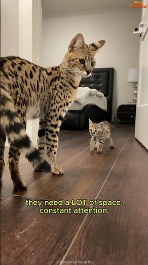 Before You Get a Savannah Cat… Watch This! 😺