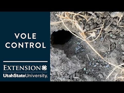 Vole Control