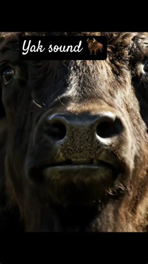 animals sound 🦬#trendingshorts #animals#shorts #wildanimals #viral