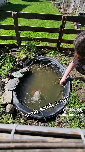 watch me clean my small fish pond (: I try to do this once a week but haven't done it all winter so it was much needed. 😅 #fish #pond #garden #fishpond #backyard #backyard pond #goldfish #sun #algae #fishtok #gardening