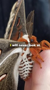 Cecropia Moth! | Fairly Odd Facts