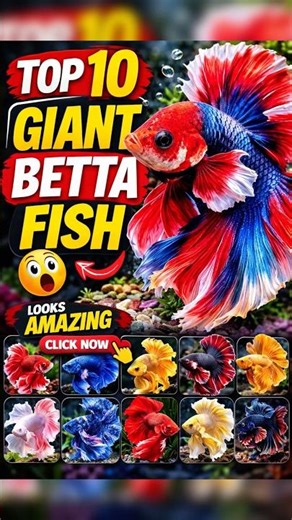 Top 10 Giant Betta Fish 🐟😳