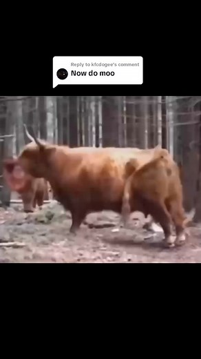 Replying to @kfcdogee Markimoo #funnyclips #mark #markiplierfunny #fyp #funnymarkiplierclips #markiplierfanpage #markiplierclips #markiplierfan #markiplier #funny #markimoo #moo #cows #oldmarkiplier #markipliermoo #MOO