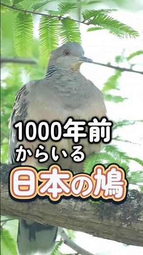 [Ancient Japanese Native Species] The Oriental Turtle Dove, a bird that even appears in the Kojik...